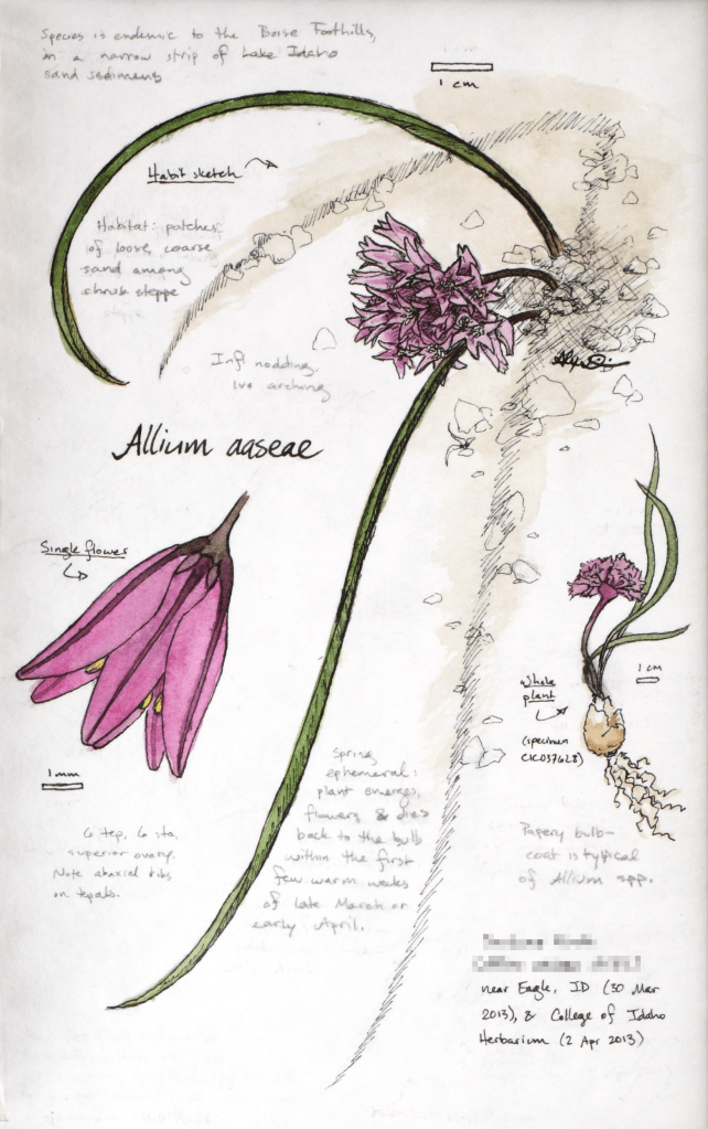 Allium aaseae (Aase's onion) drawing by Alexa DiNicola