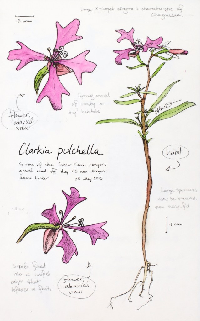 Clarkia pulchella (ragged-robins) drawing by Alexa DiNicola