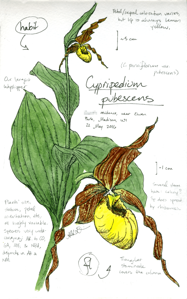 Yellow ladyslipper (Cypripedium pubescens) drawing by Alexa DiNicola