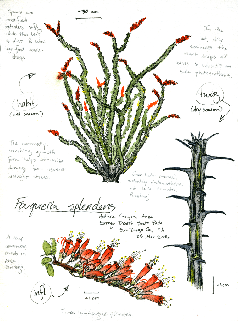 Ocotillo (Fouquieria splendens) drawing by Alexa DiNicola
