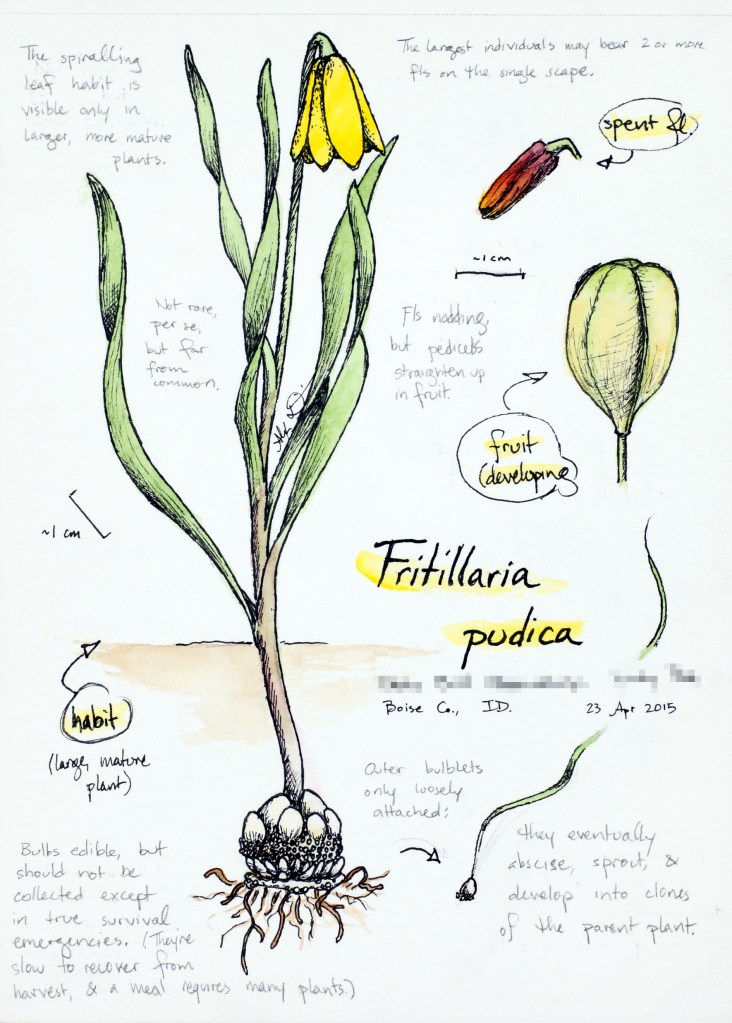 Fritillaria pudica (yellow-bells) drawing by Alexa DiNicola