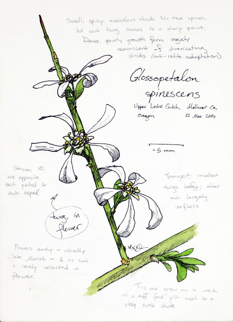 Glossopetalon spinescens (spiny greasebush) drawing by Alexa DiNicola