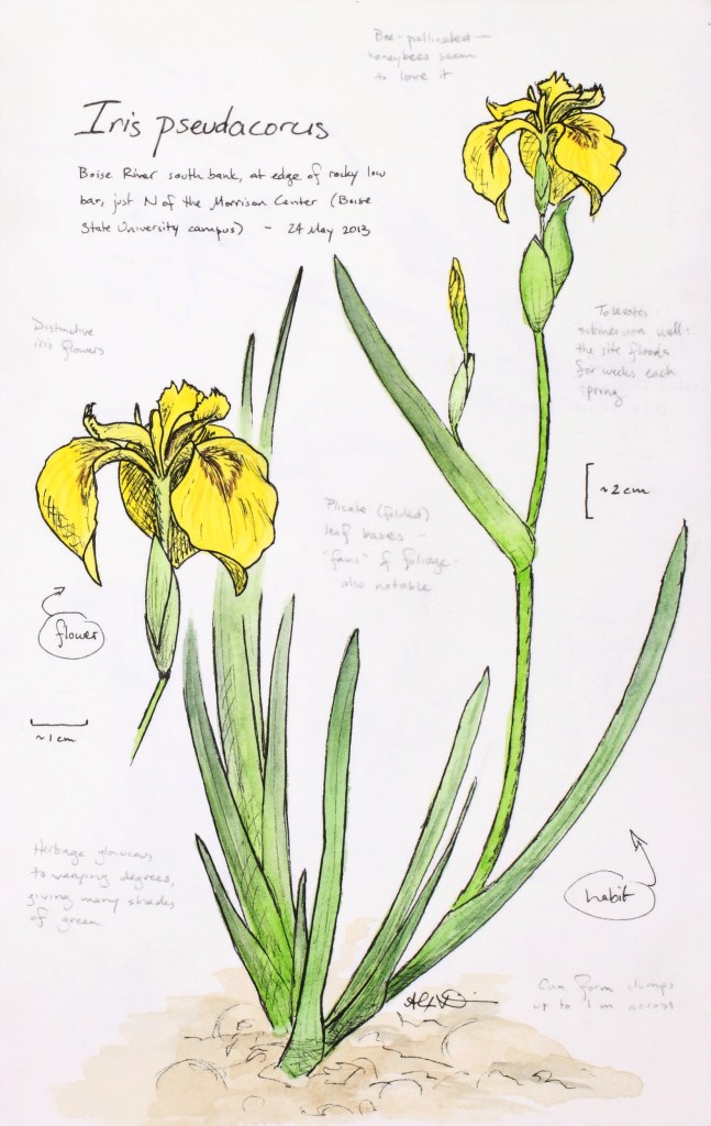 Iris pseudacorus (sweetflag iris) drawing by Alexa DiNicola