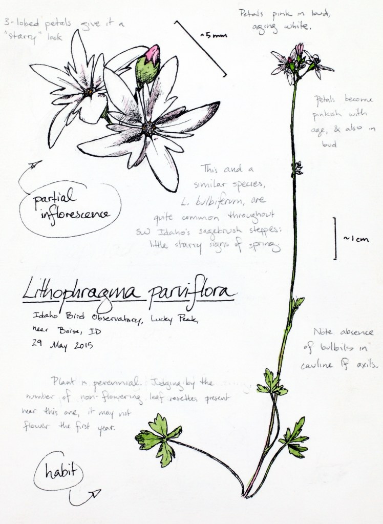 Smallflower woodland-star (Lithophragma parviflorum) drawing by Alexa DiNicola