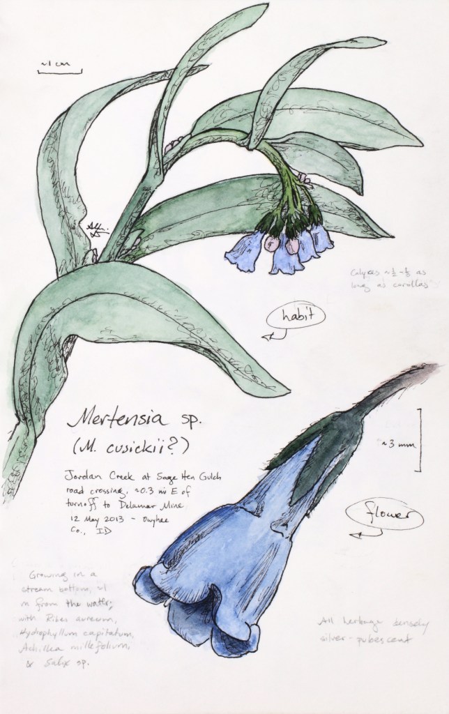 Mertensia cf. cusickii (chiming bells) drawing by Alexa DiNicola