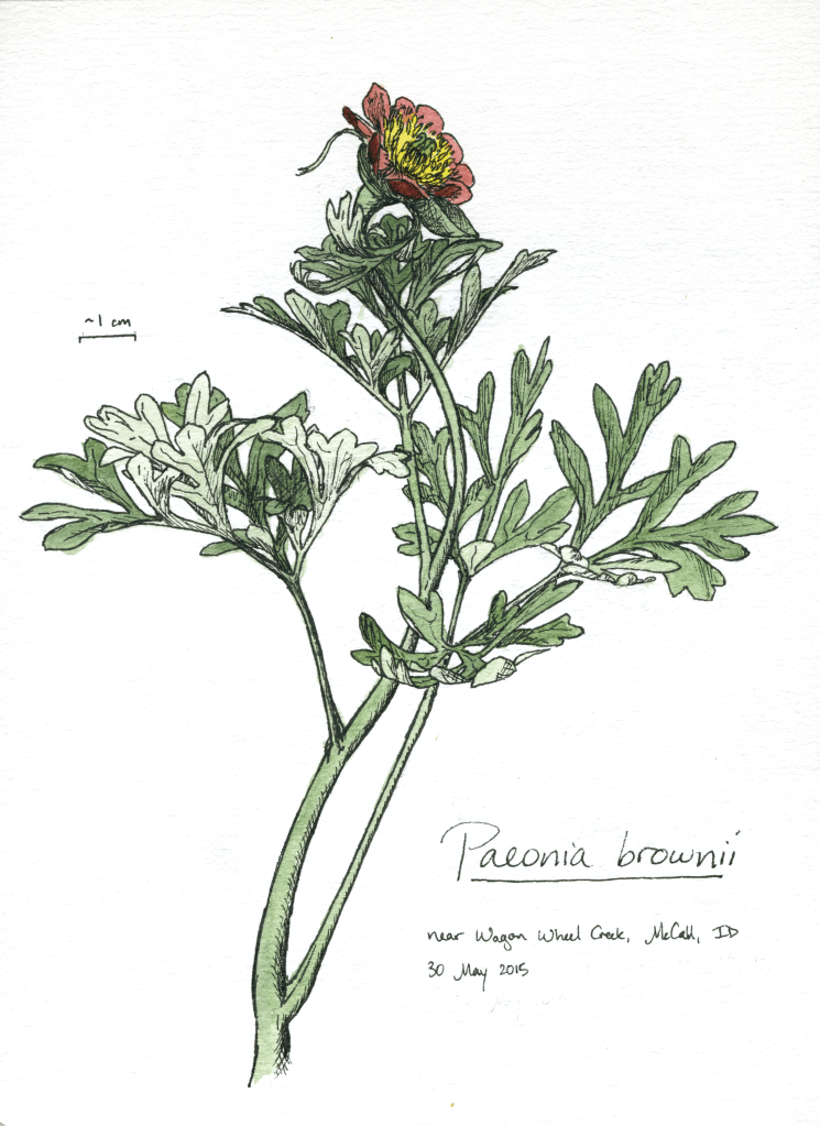 Brown's peony (Paeonia brownii) drawing by Alexa DiNicola