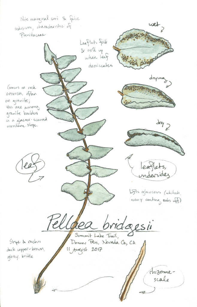 Pellaea bridgesii (Bridges' cliffbrake) drawing by Alexa DiNicola