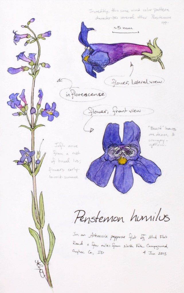 Penstemon humilus (humble penstemon) drawing by Alexa DiNicola