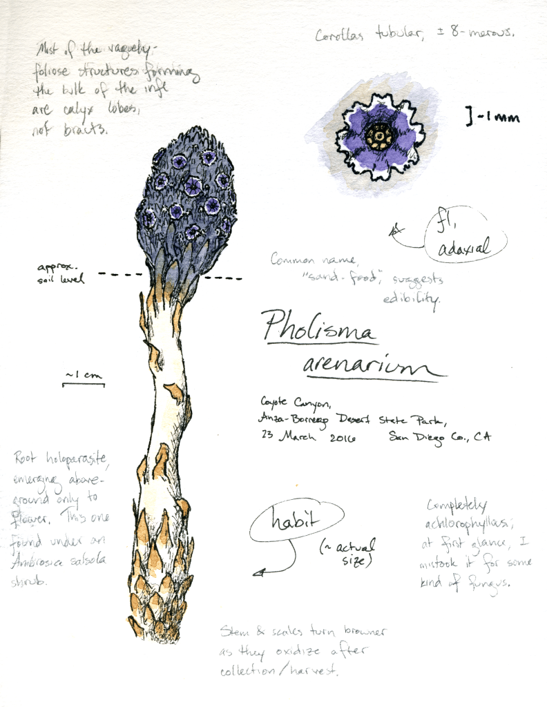 Sand-food (Pholisma arenarium) drawing by Alexa DiNicola