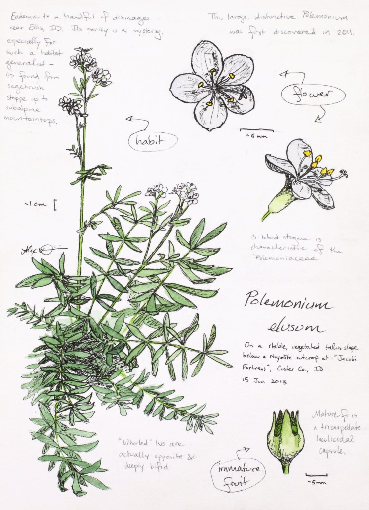Polemonium elusum (elusive Jacob's-ladder) drawing by Alexa DiNicola