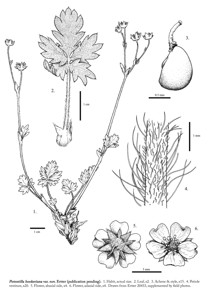 Potentilla hookeriana var. charletii taxonomic illustration by Alexa DiNicola