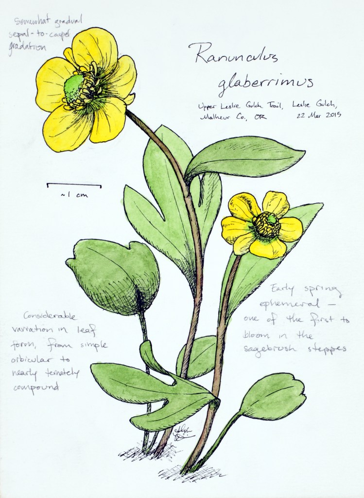 Ranunculus glaberrimus (sagebrush buttercup) drawing by Alexa DiNicola