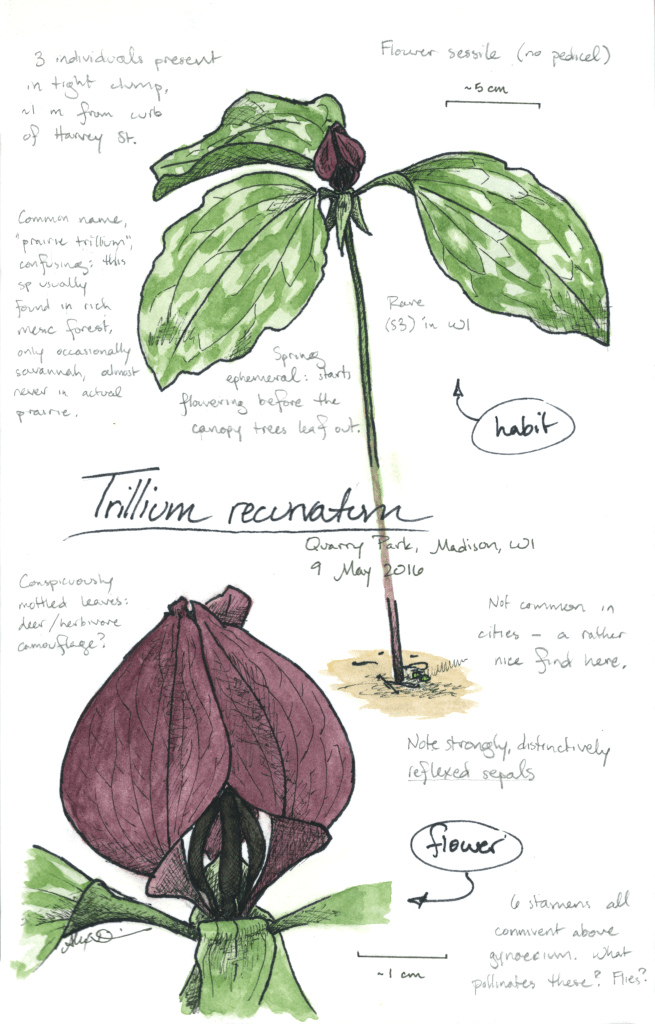 Prairie trillium (Trillium recurvatum) drawing by Alexa DiNicola