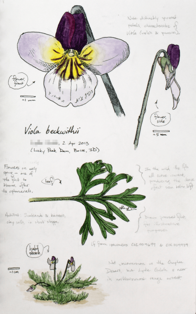 Viola beckwithii (Beckwith's wild pansy) drawing by Alexa DiNicola